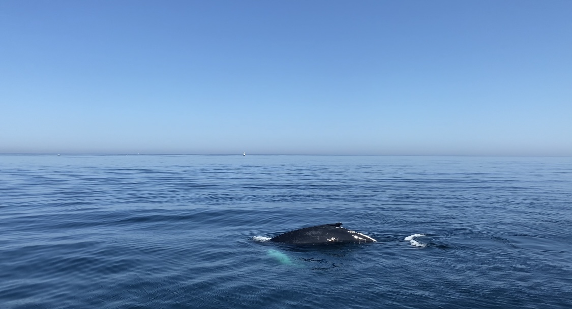 Whales in Plymouth